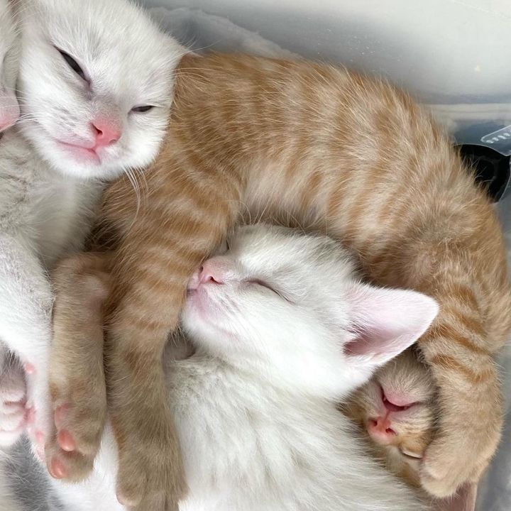 cookie milk kittens, snuggly kittens